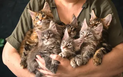 Mengapa Stereotaip 'Crazy Cat Lady' Masih Bertahan