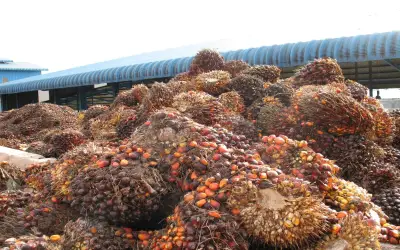 Minyak sawit meningkat apabila kenaikan minyak mentah tingkat prospek biofuel