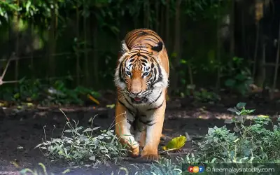Pembalakan ancam habitat harimau tiga setengah kali saiz Singapura