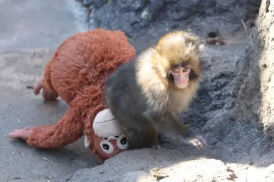 Punch si Monyet Plush Rayakan Ulang Tahun Pertama, 2,500 Kad Hari Jadi Banjiri Zoo Jepun