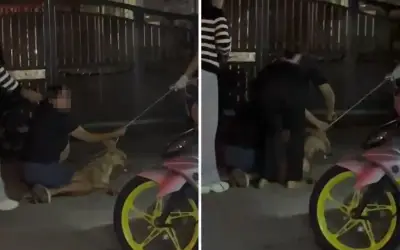 Rocky mati dijerut: Kumpulan haiwan tuntut siasatan