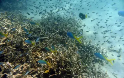 Terumbu Karang Great Barrier Reef Australia Elak Senarai 'Dalam Bahaya'