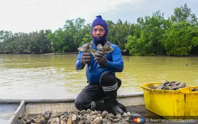 Tiram Muar Ubah Jeti Sepi Jadi Tumpuan Pelancong, Dikaji Universiti