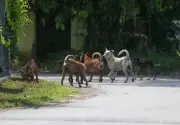 1,935 Anjing dan Kucing Dikebiri di Perak Sejak 2024