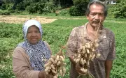 Adik-beradik warga emas teruskan tradisi pertanian keluarga di Kelantan