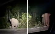 Anak Gajah Maut Dilanggar Kereta Dekat Mersing, Johor