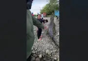 Buaya Gergasi 5 Meter Ditangkap di Sungai Tatau, Sarawak