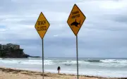 Dronesan pantau 73 kali penampakan jerung di pantai Sydney dalam dua hari