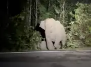 Gajah betina enggan tinggalkan anak mati dilanggar kereta di Mersing