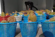 Jabatan Pertanian nafi kelulusan eksport durian Malaysia ke China melalui darat