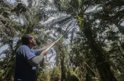 Kenapa Kita Raikan Pokok Migran Tapi Takut Pada Manusia Migran?