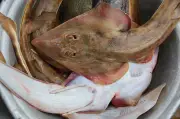 Komuniti Pantai Ghana Selamatkan Ikan Guitarfish Terancam