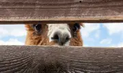 Lebih 100 Haiwan Zoo Guigang Terlepas Akibat Banjir, Termasuk Alpaca dan Zebra