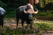 Lebuh Raya WCE Tajaan Seladang Bima di Zoo Taiping RM10,000