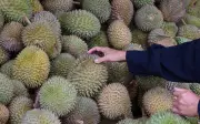 Malaysia runding dengan Thailand, China untuk laluan darat eksport durian