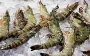 Malaysia-Thailand: Rundingan Selesaikan Masalah Ikan Siakap dan Udang