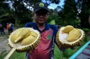 Mardi sedia tiga hibrid durian premium baharu, ganti Musang King?
