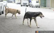 MPAJ dituduh salah guna undang-undang kecil dalam pertikaian kompaun anjing liar
