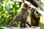 Perak lancar operasi atasi gangguan monyet liar di R&R Sungai Perak