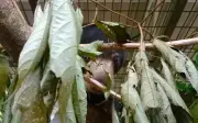 Program pemuliharaan beruang matahari di Sabah ajar mereka hidup liar semula