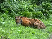 Rancangan bawa harimau India ke Cambodia hadapi tentangan penduduk tempatan