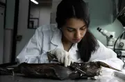 Saintis Costa Rica Mungkin Temui Spesies Jerung Hantu Baharu