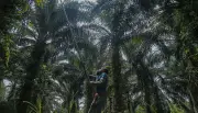 Serangan hidupan liar, perosak rugikan petani lebih RM1.4 juta (2025-2026)
