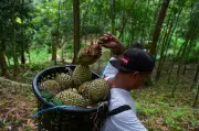 Timbalan Menteri amaran pengusaha durian: Patuhi protokol eksport ke China