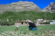 Wanita petani Afghanistan kekal hidupkan desa terpencil di bawah Taliban