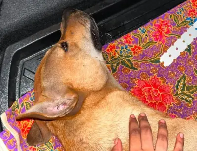 Majlis Klang nafi langgar SOP, anjing mati akibat rebutan