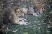 Kepanasan melampau: Tiga singa betina mati di zoo Tokyo
