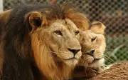 Tiga singa mati disyaki akibat strok haba di zoo Jepun